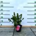 Azalka japonská (Azalea japonica) ´HINO CRIMSON ROUGE´ - výška 20-30 cm, kont. C1,5L